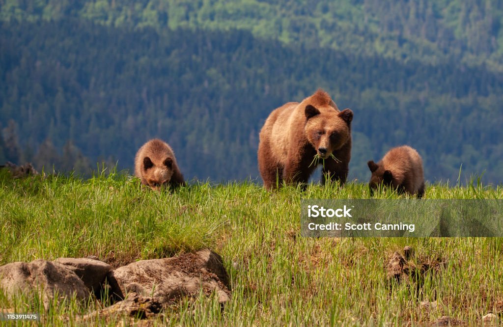Grizzly Mother y dos cachorros en frente de la cordillera - Foto de stock de Oso grizzly libre de derechos
