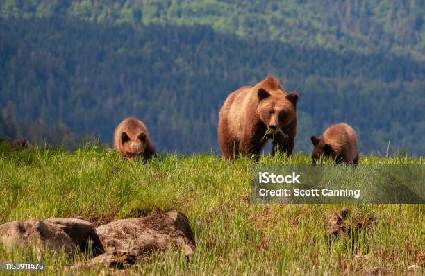 Grizzly Mother Y Dos Cachorros En Frente De La Cordillera Foto de stock y más banco de imágenes de Oso grizzly