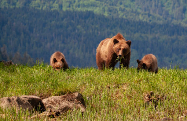 istock Grizzly Mother and Two Cubs in Front of Mountain Range 1153911475