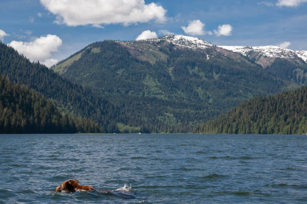 istock Grizzly Swimming Mountain Landscape 1153911492