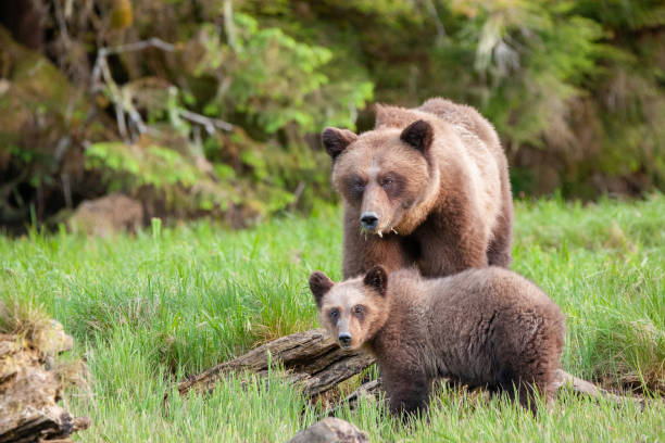 istock Grizzly Mom Protects Cub 1153911510