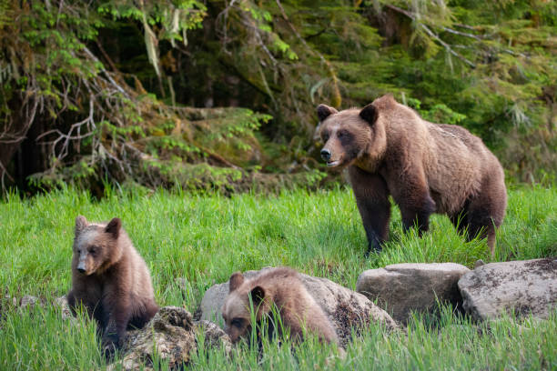 istock Grizzly Mom Protects Two Cubs 1153911522