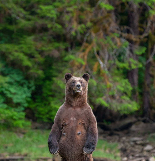 istock Grizzly Mother Keeps Watch 1153911545