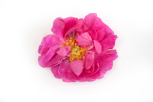 Bulgarian oil rose Damascena. Used in cosmetic, teraphy and farmacy