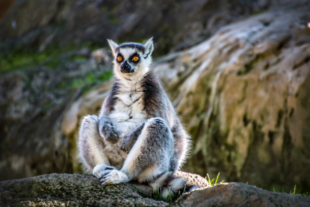 cool young cat lemur, Madagascar Lemur catta cool young cat lemur, Madagascar Lemur catta. lemur catta stock pictures, royalty-free photos & images