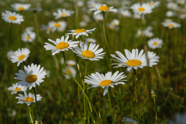 istock a large field of daisies 1153914749