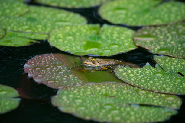 sapo sentado sobre un lirio de agua bajo la lluvia - rana toro americana fotografías e imágenes de stock