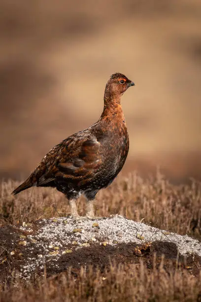 Photo of Red grouse  (Lagopus lagopus)