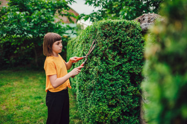 istock Girl pruning hedge with hand shears 1153917190