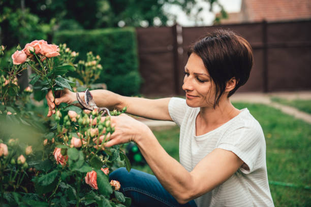 Woman pruning roses in the backyard garden Woman wearing white shirt smiling and pruning roses in the backyard garden pruning gardening photos stock pictures, royalty-free photos & images