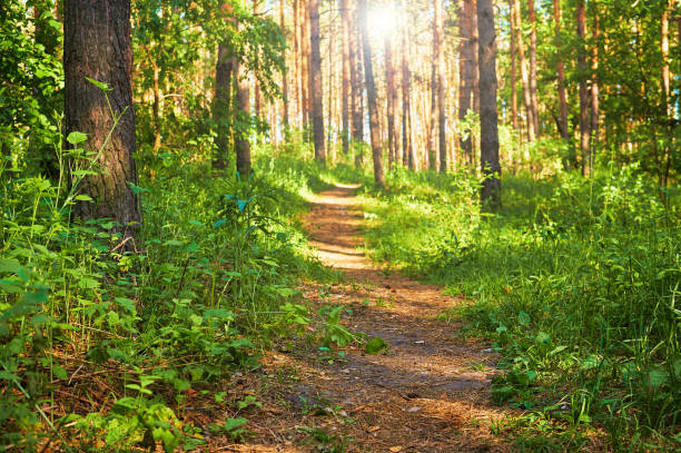 istock Footpath for people in the green forest. National park. 1153918314