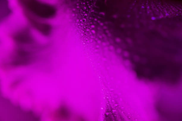 Vivid neon colored iris flower bud on multi colored background.