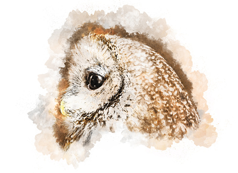 Watercolor drawing of the owl's head in profile with big eyes in brown tones on a light sheet of paper