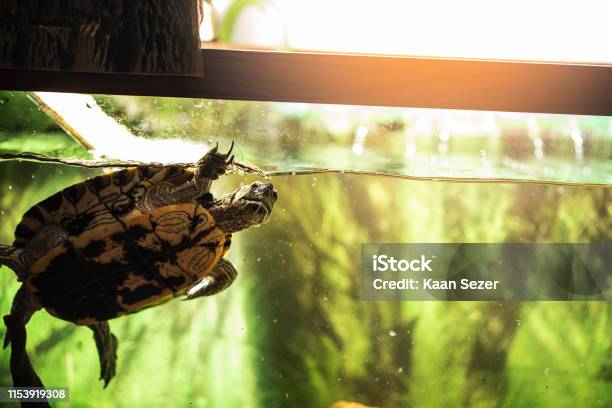 Pet Turtle Redeared Slider Or Trachemys Scripta Elegans In Aquarium Stock Photo - Download Image Now