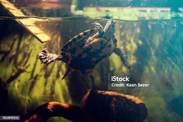 Pet Turtle Redeared Slider Or Trachemys Scripta Elegans In Aquarium Stock Photo - Download Image Now