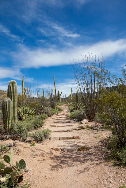 istock Arizona Desert Trail 1153920056