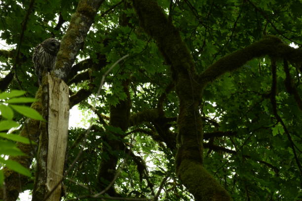 istock Barred Owl At Tolmie State Park 1153921017
