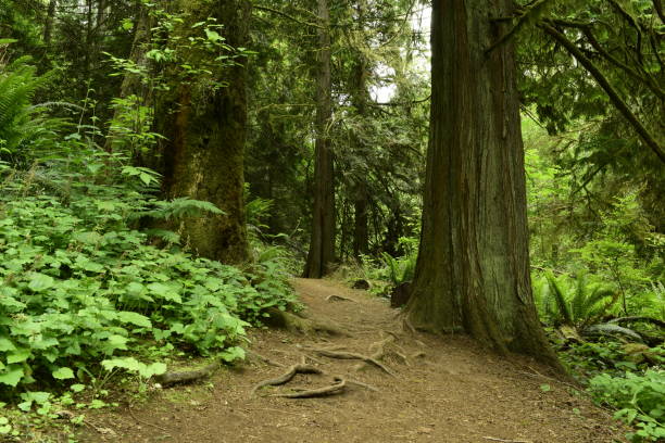 istock Footpath At Tolmie State Park 1153921216