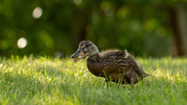 istock Little wild ducklings walk on the green grass 1153921771