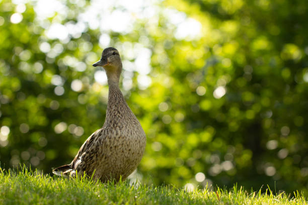 istock Wild duck, female walks on the green grass 1153922163