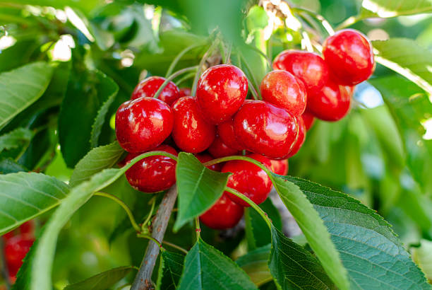 Big red cherries with leaves and stalks. Good harvest of juicy ripe cherries. Cluster of ripe cherries on cherry tree. Fresh and healthy fruit. Cherry orchard. stock photo