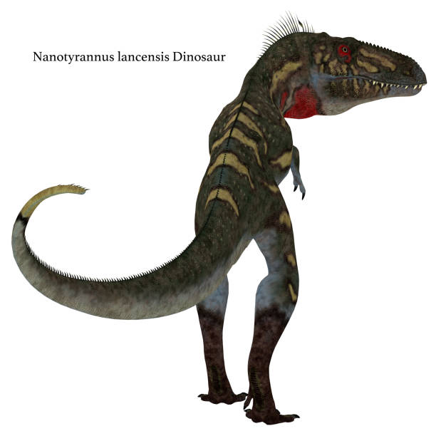 istock Nanotyrannus Dinosaur Tail with Font 1153922422
