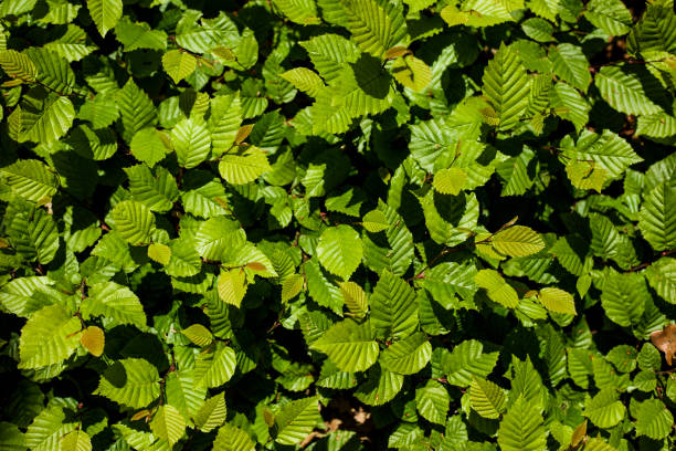 Tree fence wall  in garden