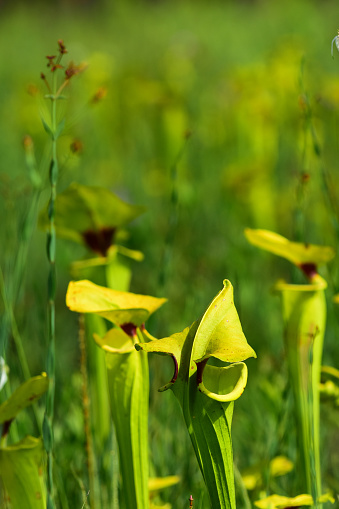 Yellow Pitcher plants at sunrise with variety of grasses and wildflowers. Photo taken at Blackwater River state forest in northwest Florida. Nikon D7200 with Nikon 200mm macro lens