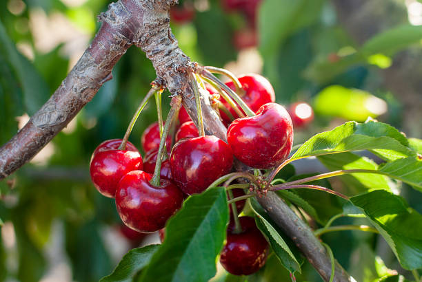 Big red cherries with leaves and stalks. Good harvest of juicy ripe cherries. Cluster of ripe cherries on cherry tree. Fresh and healthy fruit. Cherry orchard. stock photo