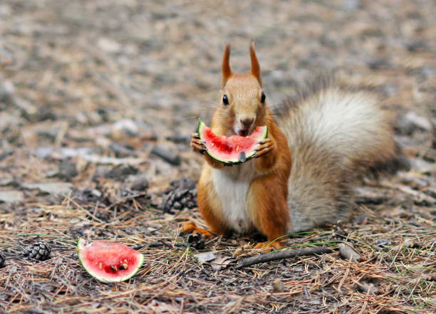 14,884 Watermelon Animals Stock Photos, Pictures & Royalty-Free Images -  iStock