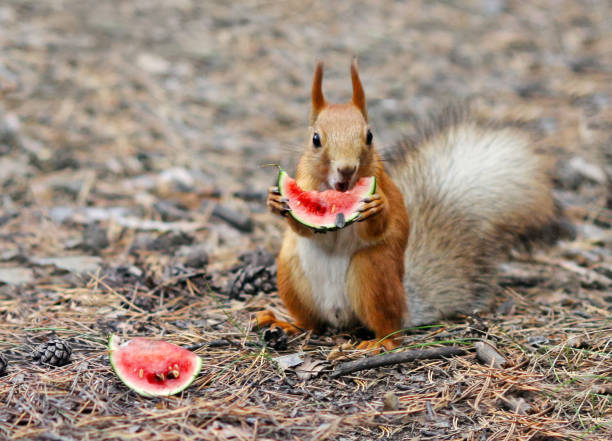 14,884 Watermelon Animals Stock Photos, Pictures & Royalty-Free Images - iStock 14,884 Watermelon Animals Stock Photos, Pictures & Royalty-Free Images - iStock