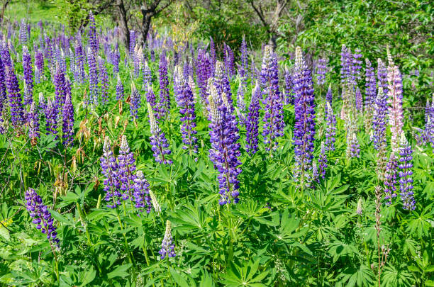 istock blooming lupine on the lawn 1153925784