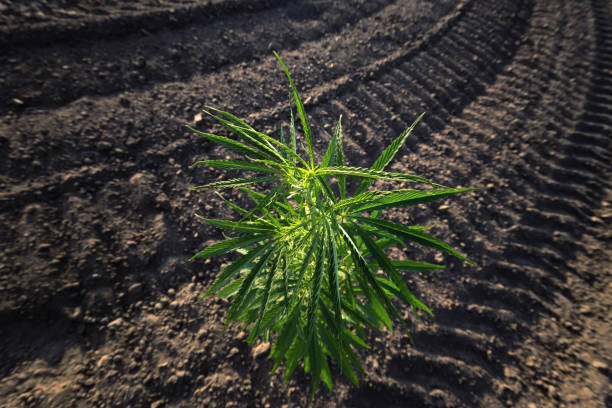 istock cannabis stretches into the sky 1153927040