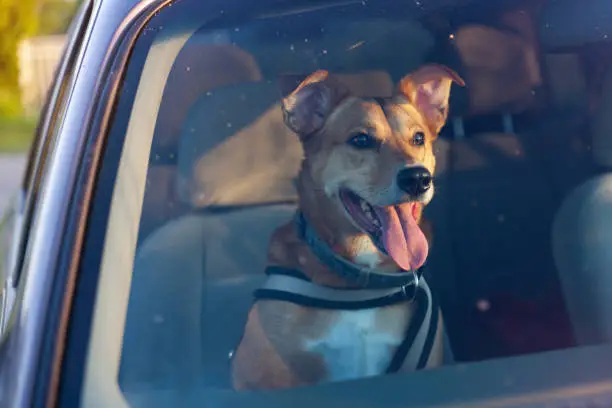 Photo of Attractive happy ginger mixed breed dog in car protected by seat belt. Pets summer vacations, travel and care concept. Copy space background.