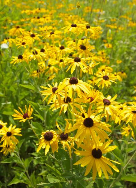 istock Field of yellow flowers 1153928249