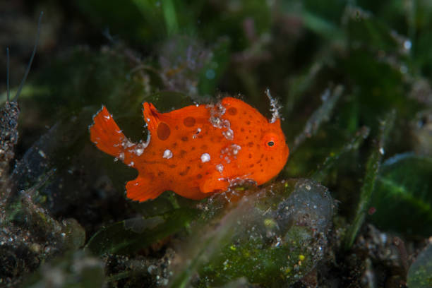 Juvenile Painted Frogfish A juvenile Painted frogfish, Antennarius pictus, just 1 cm long, hunts for prey amid seagrass in Indonesia. Frogfish use camouflage to mimic common marine life such as sponges. red frog fish stock pictures, royalty-free photos & images