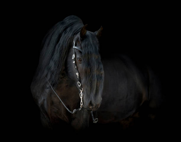 caballo frisona negro aislado sobre fondo negro - friesland fotografías e imágenes de stock