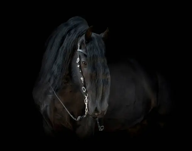 Photo of Black friesian horse isolated on black background