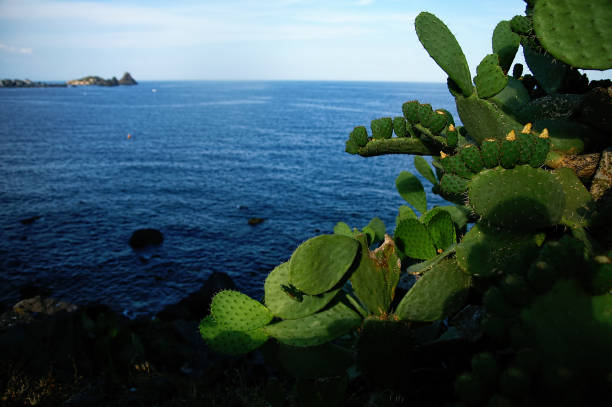 istock Opuntia cactus on the seaside rocks 1153928939