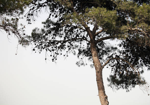 Young pine on the background of a clear evening sky