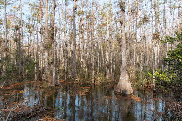 istock landscape of Florida two 1153931370