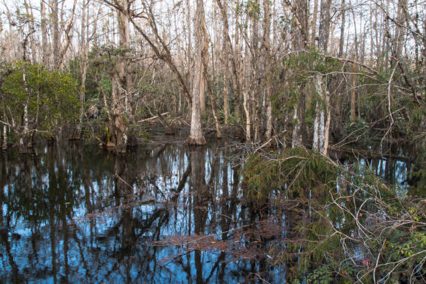 istock Landscape of Florida seven 1153931385