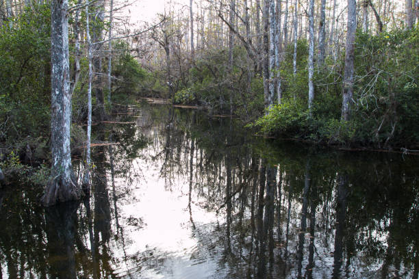 istock landscape of Florida eight 1153931402