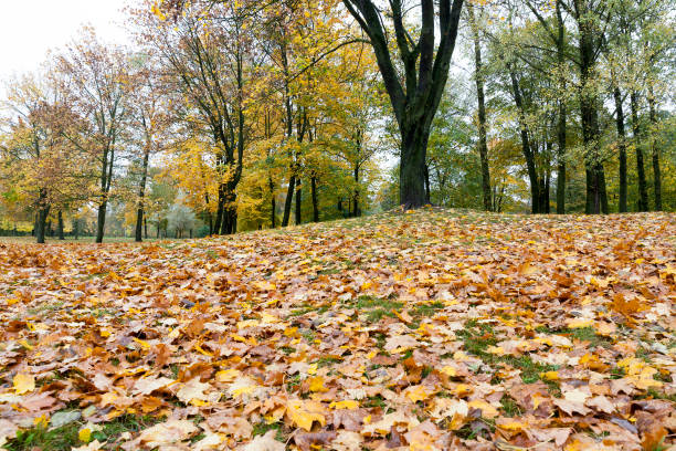 istock yellow fallen leaves on green grass in a city park 1153934005