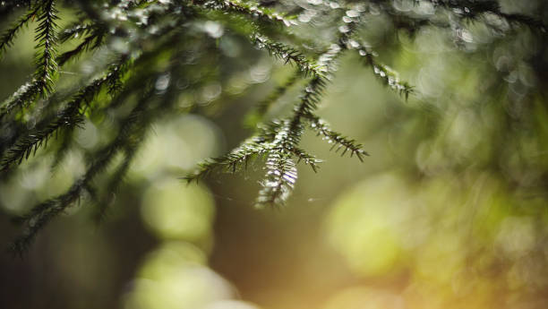 istock Blurred background  with green fir-tree branches 1153934186