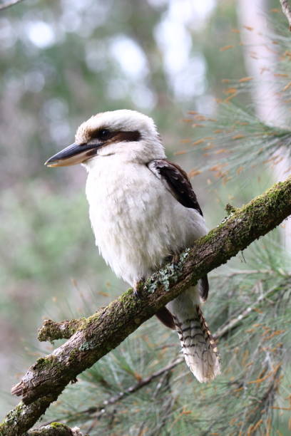istock kookaburra sitting in a tree in the bush 1153935231