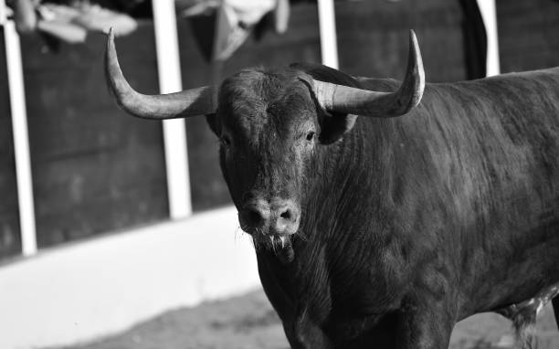 istock Head of big bull 1153937653