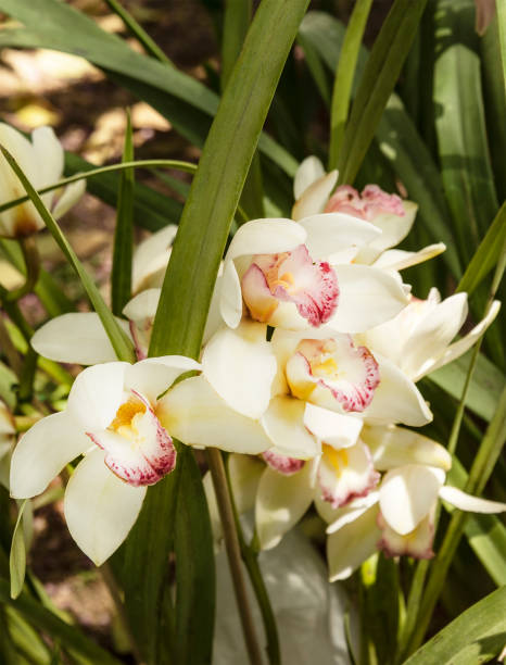 istock white and rose orchid branch and green leaf 1153938672
