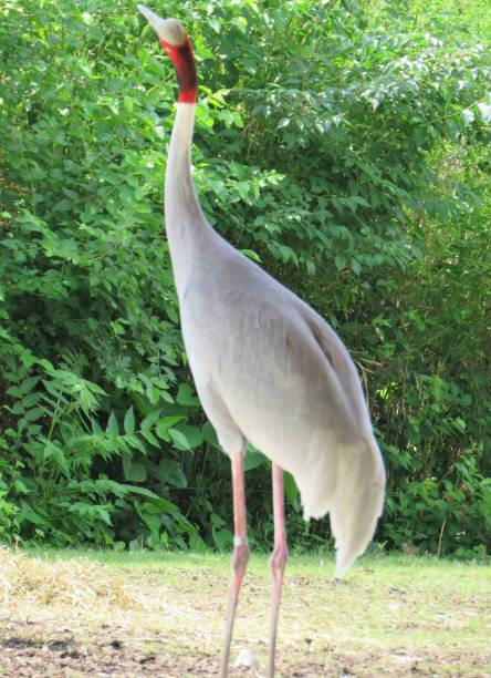 istock large white exotic bird with red neck 1153938789