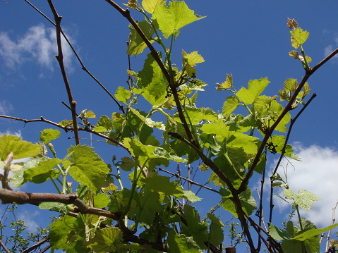 Young green tender leaves of grapes on a background of blue sky in spring